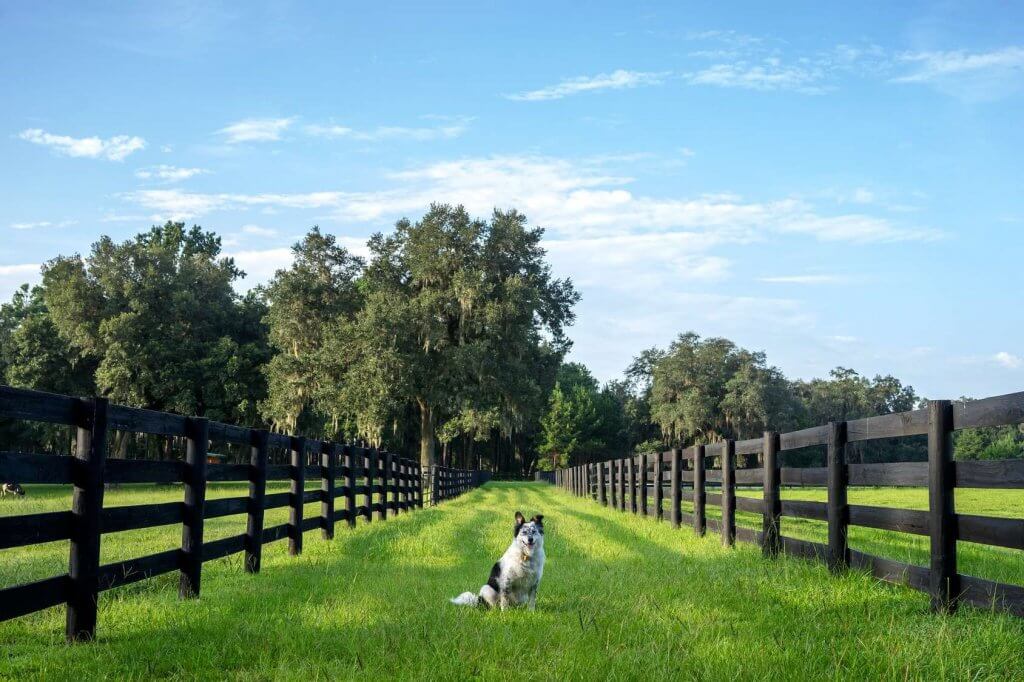 How To Choose The Right Dog Fence Petsafe & More Dog Equipment Expert