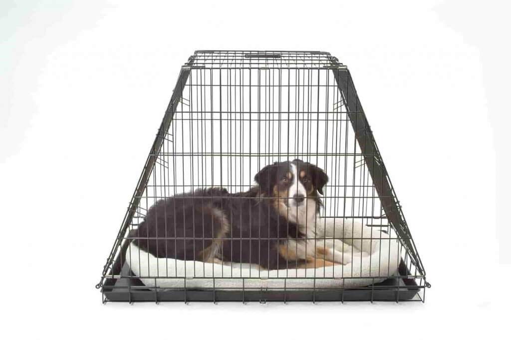 heavy dog crate